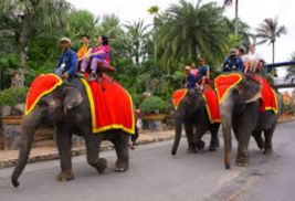 Nong Nooch + Elephant Show + Elephant Ride(10 min) 