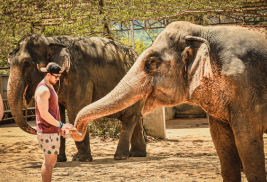 Elephant Sanctuary Village Admission + Feeding