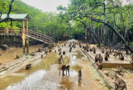 hot spring pool krabi 