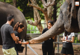 Elephant Trekking in Krabi - 30 minutes