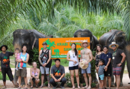 Elephant sencutry krabi  